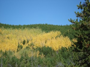 Fall colors, aspen trees in Colorado